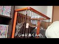 生後5ヶ月猫のモーニングルーティン。【ブリティッシュショートヘア】