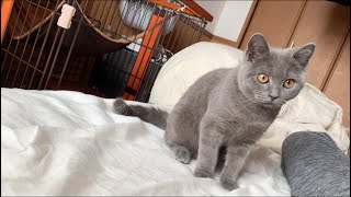 生後5ヶ月猫のモーニングルーティン。【ブリティッシュショートヘア】