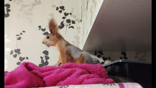 Как я разозлила белку... 😬😤🐿️ How I pissed off a squirrel