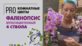 Фаленопсис мультицветковый 4 ствола | Обзор сортов | Что такое мультифлора и грандифлора