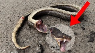 8 Animals That Can LIVE After Death!