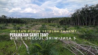 PUPUK SAWIT SETELAH TANAM DAN PERAWATAN? || Bibit Unggul Sriwijaya 5