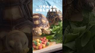 仲良しリクガメの食事シーン🥬      #shorts #爬虫類 #リクガメ #ケヅメリクガメ #ヒョウモンリクガメ #ごはん #食事 #爬虫類女子 #ぼくの小さな動物園