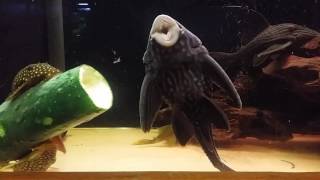 Timelapse plecos eating cucumber