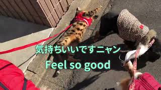 ベンガル猫ルパンのお散歩〜Bengal cat Lupin's walk〜