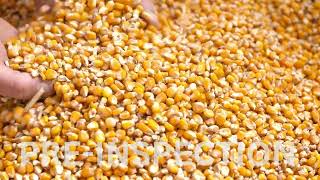 Yellow Maize Supplier