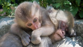 「Child Monkey playing／じゃれ合う子猿さん」Jigokudani・日本猿・地獄谷野猿公苑／2015.August