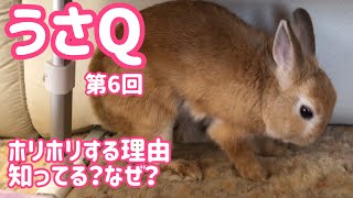 【うさぎ】ホリホリする理由知ってる？なぜ？うさQ#6【かわいい】Cute rabbit #64