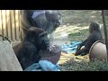 gentaro gets a head nudge from his father. gorilla . kyoto zoo