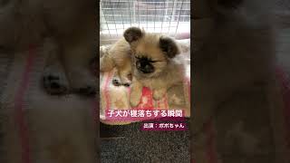 子犬が寝落ちする瞬間 #puppy #shorts #dog #犬 #子犬 #犬の寝落ち