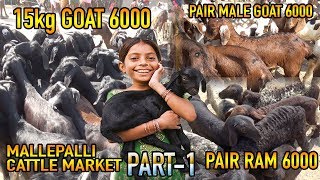 Prices down in Mallepalli Market | 15kg above goat 6000, Pair of 3months Rams and male Goats 6000