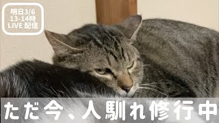 【LIVE配信予定】3月6日13-14時 人馴れ修行にはげむ猫〜ピーポーとその仲間たち（パン＆なな）