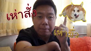 คอร์กี้ 2 ขวบครึ่ง เห่าทุกอย่าง คนในบ้าน รถ คนและอื่นๆ