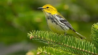 Relaxing Sleep Music Deep Meditation Music Bird Sounds Soothing Sounds