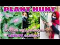 PLANT HUNTING MALAYALAM | 🪴🌺🤩പറമ്പിൽ ഒളിച്ചിരിക്കുന്ന LUXURY ചെടികൾ | ZERO COST PLANT HUNTING |