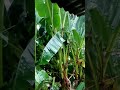 Monsoon rain # #rain #nature #rainsounds #plants #rainyday #shorts