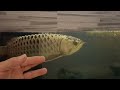 Classic Arowana Malaysia (unbeatable) #2