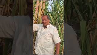 SNK13374 SUGAR CANE NEW variety