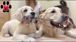 英国ゴールデン子犬の実兄への下克上w