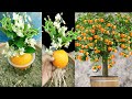 Easy way to grow orange trees with orange and banana  100% success with banana