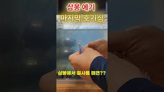 요즈리 삼봉에서 철사를 떼면???