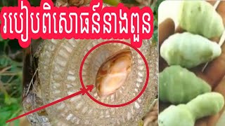 របៀបពិសោធន៍នាងពួនឬស្សី