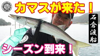 今年もカマスが来た！シーズン開幕！【大人気エサ釣りカマス】