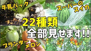 庭の野菜・果物たちを大公開!!　2020年8月末時点