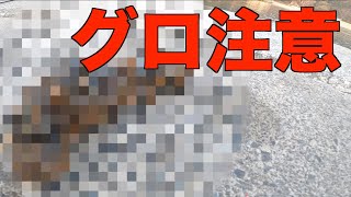 【人生詰んだ】車中泊日本一周釣りの旅35日目。釣れたものがグロすぎて吐きそう。何これ？【残り7日】