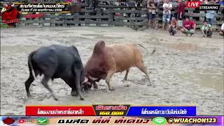 ไฮไลท์วัวชน ณ สนามกีฬาชนโคบ้านหนองบัวใหญ่ แดงงามเจ้าพระยาโคสาเหล็ก VS โหนดหลังขามมาวินสิงห์มนัสชัย