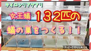 【アリ飼育】#42　【大量】キイロシリアゲアリの結婚飛行後の女王蟻１３２匹の蟻の巣を作る！！