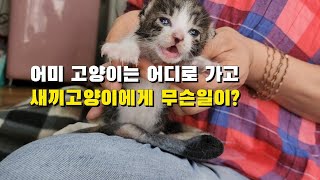 어미 고양이를 잃은 새끼 고양이에게 무슨일이 생긴걸까?