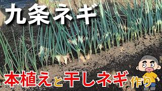 【九条ネギ】ネギの植え方を実演します、いよいよ本植えシーズンです／夏の暑さに負けずに頑張って作業してみた－Vol.241（2024.07.25）