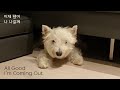 westie wilson 65 “alone time” 혼자만의 시간 westie 웨스티 cutedog