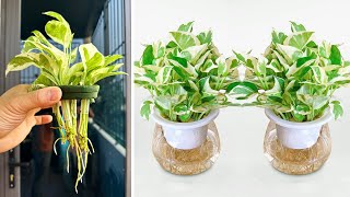 The fastest solution propagate - Tree Marble Queen Pothos in water