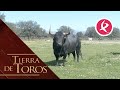 Un Capuchón de más de 500 Kilos para San Juan | Tierra de Toros