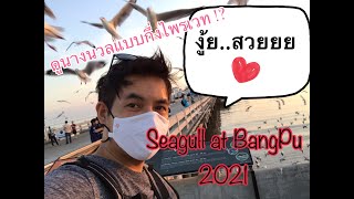 พาไปบางปูดูนกนางนวลแบบกึ่งไพรเวท!? Exclusive Seagulls observation at Bang Pu 2021©Skywalk3r | Vlog#1