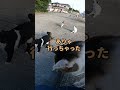 猫島で座ったらあっという間に猫に包囲される shorts