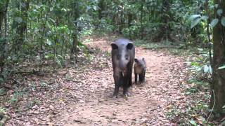 Baird's Tapir with baby in Corcovado National Park