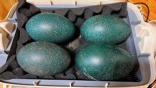 Start warming the Emu eggs!