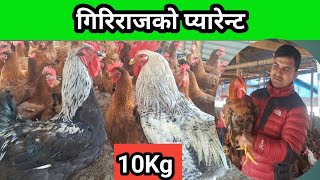 गिरिराजको प्यारेन्ट माउ भालेपोथी #giriraj chicken parents #santosh_adhikari# giriraj challa