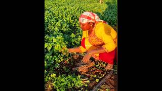 కొత్తిమిర పంట కోత// నచ్చితే ఒక లైక్ చెయ్యండి 👍🙏 #agriculture #farming #farmer #tamil #former#raithu