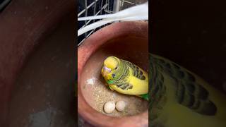 Budgies egg 🥚 #petcare #pet #pets #petsmoon #minivlog #budgies #vlog #vlogs #shorts #egg #budgies