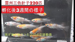 雲州三色の針子220匹を大きさ分けしました