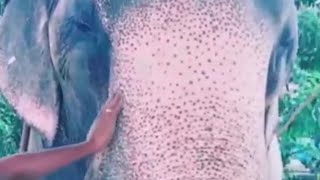 The most beautiful tik tok video..love between elephant and elephant lover