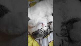 So sleepy懶洋洋的貓#cute #cat #catvideos #catlover #catshorts #cutecat #funny #funnycats #kitten #pets