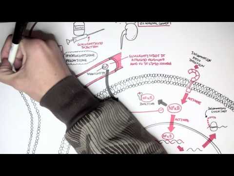 Pharmacology - Glucocorticoids Pharmacology - Glucocorticoids