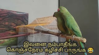 டீனு குட்டி இன்னைக்கு பண்ண காமெடிய பாருங்க 😂 Talking Parrot's Teenu Tinku || Tamil Speaking parrots