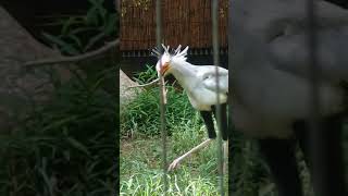 物音にびっくりする!　ヘビクイワシ