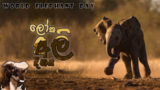 World Elephant Day ලෝක අලි දිනය August 12 | Elephants of Africa n Asia | Wildlife | Free Documentary